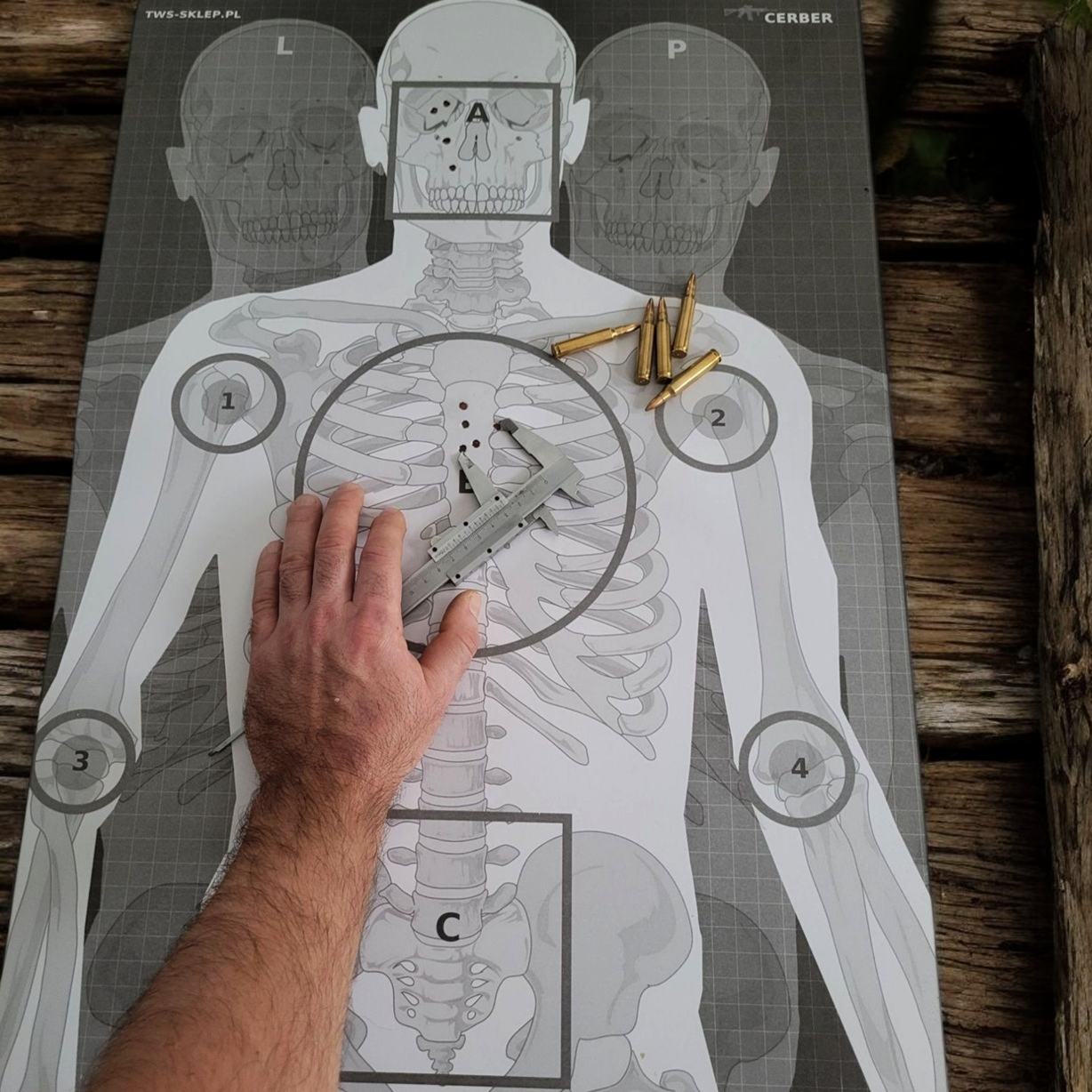 Tarcza strzelecka zakładnik- skeleton: porównanie wielkości do amunicji AR15